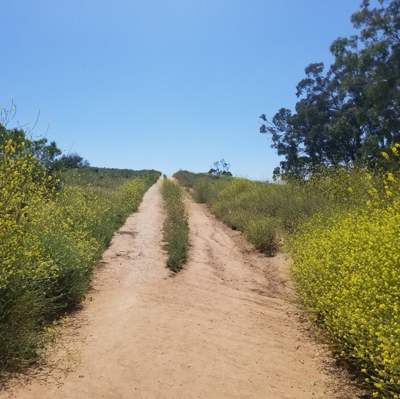 Meet your Posher, Dory - Picture 1 of 1